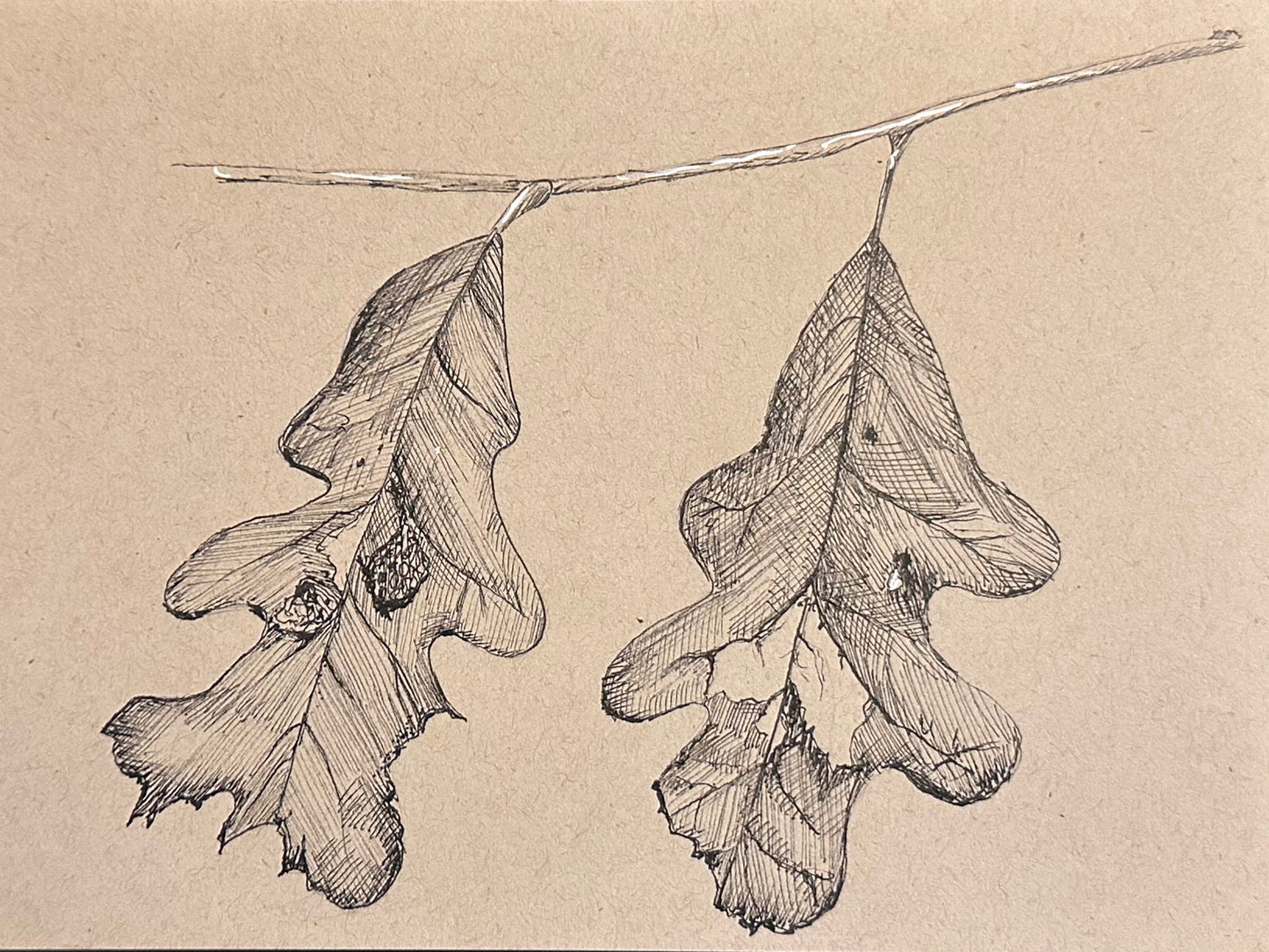 Matted Original Artwork: Pen & Ink Leaves